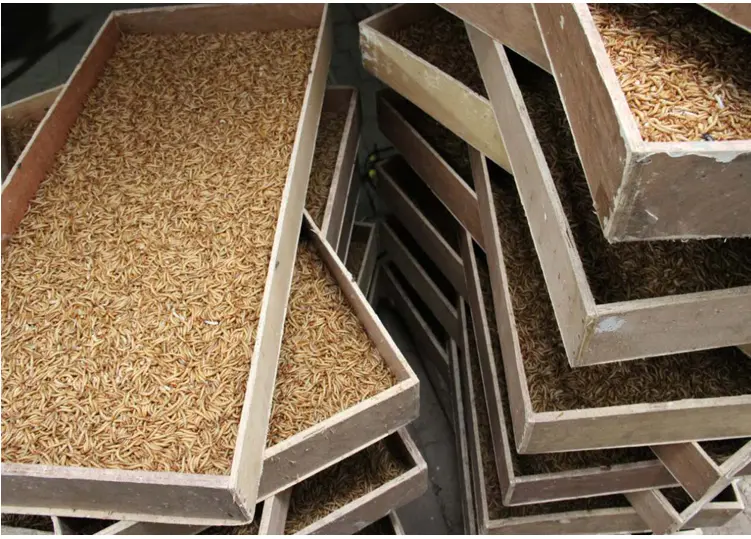 2025 High-Protein, High-Quality Bird Food: Microwave-Dried Mealworms Factory